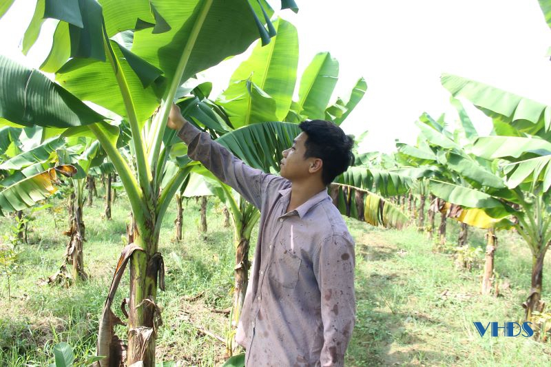 Phát triển bền vững cây chuối tiêu hồng trên đất Vĩnh Lộc