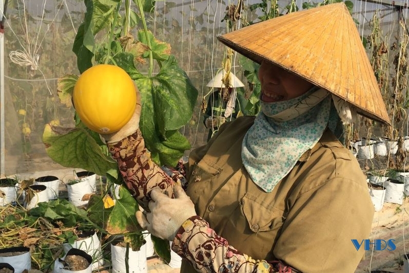 Ngọt thơm dưa vàng Viên Hương
