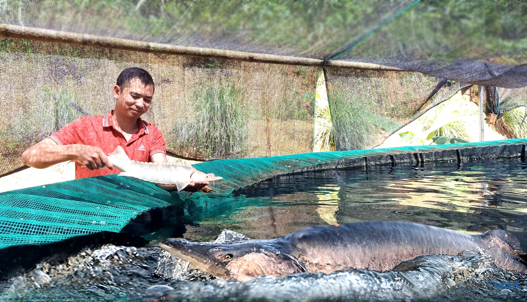 [E-Magazine] - Người đưa cá tầm lên suối Sủa