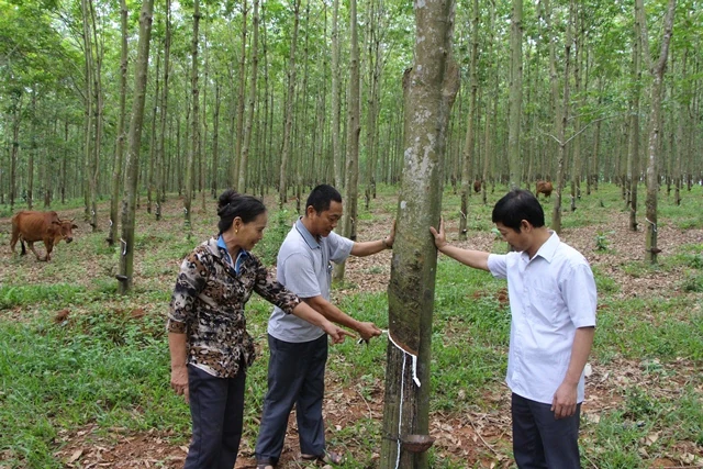 Công ty TNHH MTV Cao su Thanh Hóa khai thác, thu mua, chế biến được trên 1.600 tấn mủ cao su
