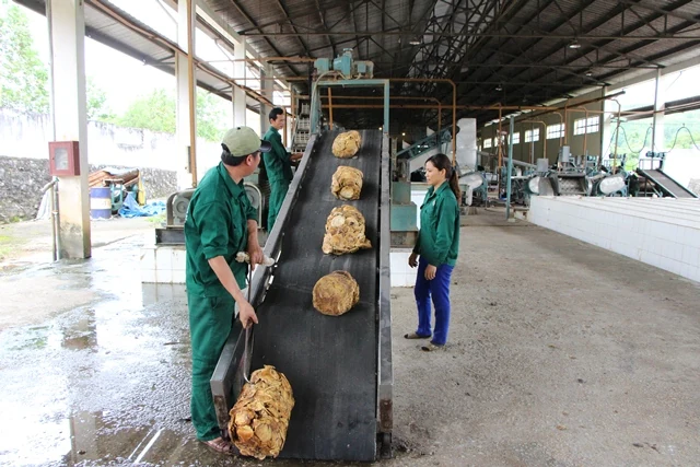 Công ty TNHH MTV Cao su Thanh Hóa khai thác, thu mua, chế biến được trên 1.600 tấn mủ cao su