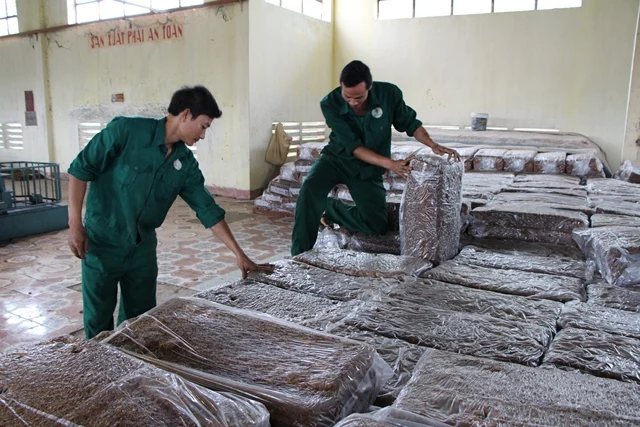 Công ty TNHH MTV Cao su Thanh Hóa khai thác, thu mua, chế biến được trên 1.600 tấn mủ cao su
