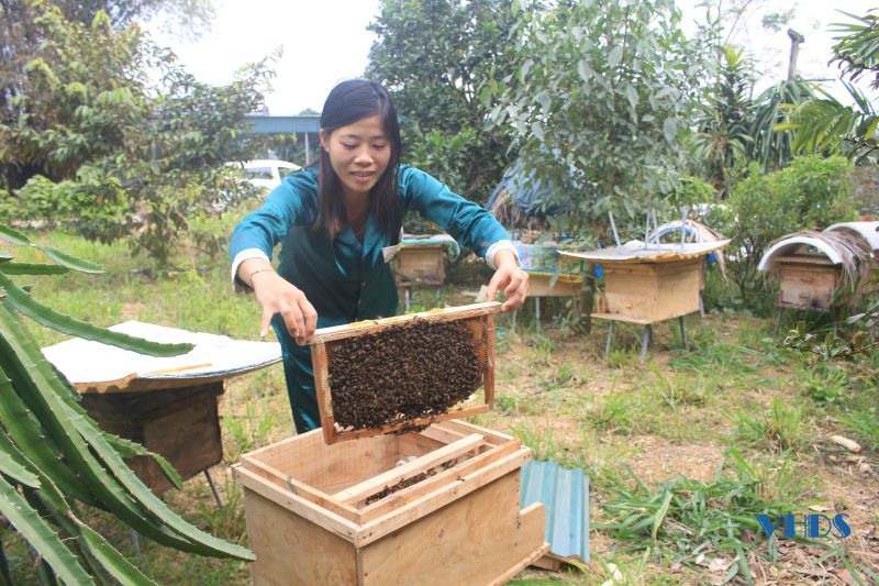 Mật ong hoa rừng Thọ Bình trên hành trình hướng tới sản phẩm OCOP