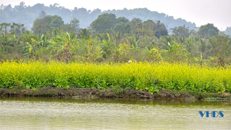 Say ngắm cánh đồng hoa nở rộ bên sông Tào