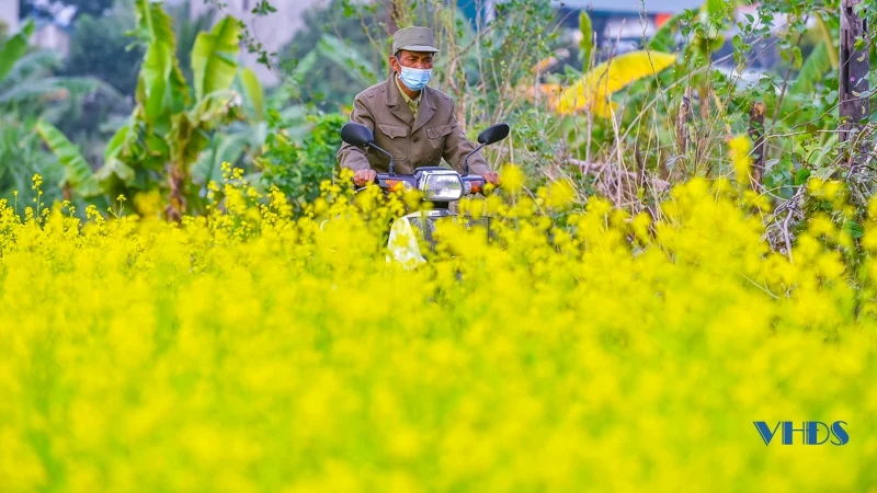 Say ngắm cánh đồng hoa nở rộ bên sông Tào