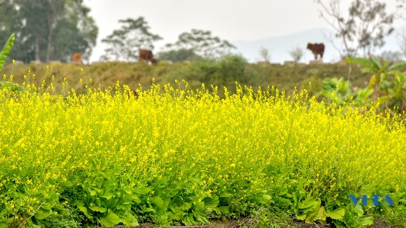 Say ngắm cánh đồng hoa nở rộ bên sông Tào