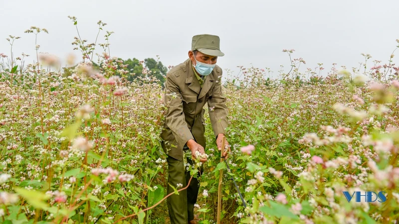 Say ngắm cánh đồng hoa nở rộ bên sông Tào