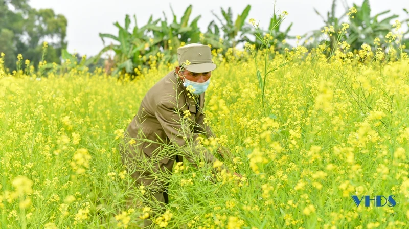 Say ngắm cánh đồng hoa nở rộ bên sông Tào