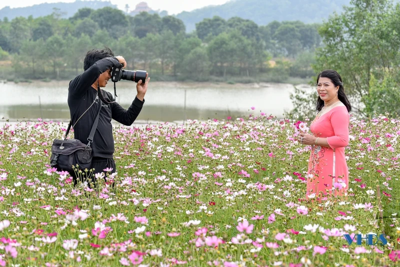 Say ngắm cánh đồng hoa nở rộ bên sông Tào