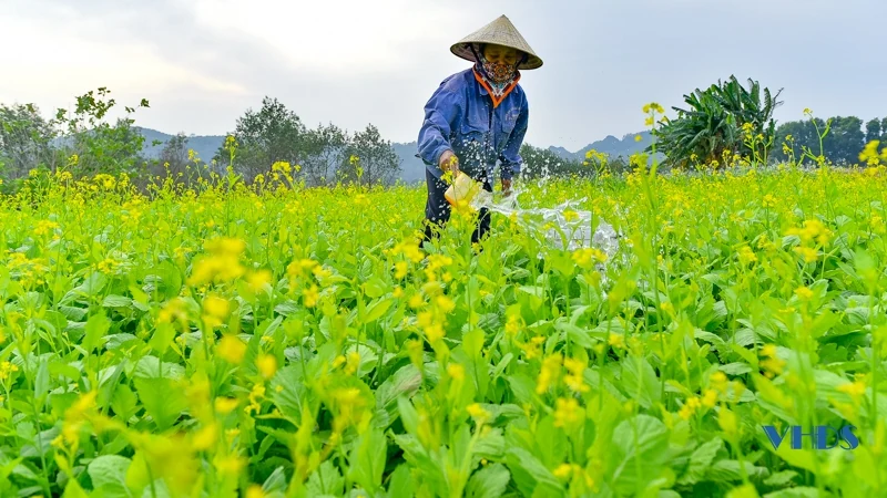 Say ngắm cánh đồng hoa nở rộ bên sông Tào