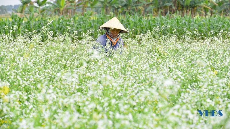 Say ngắm cánh đồng hoa nở rộ bên sông Tào