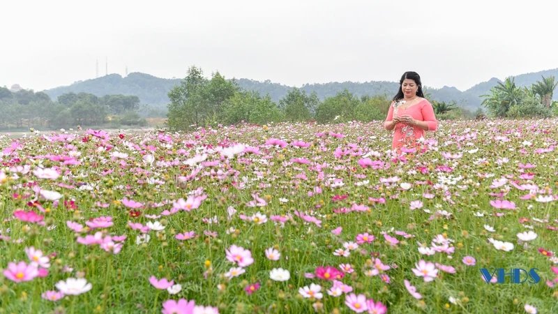 Say ngắm cánh đồng hoa nở rộ bên sông Tào