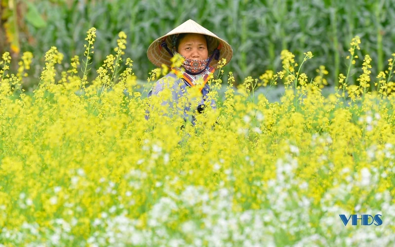 Say ngắm cánh đồng hoa nở rộ bên sông Tào