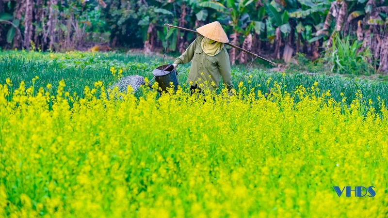 Say ngắm cánh đồng hoa nở rộ bên sông Tào