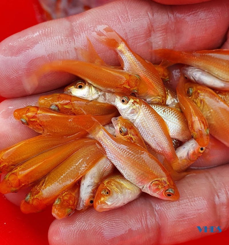 Các hộ nuôi cá chép đỏ cúng ông Công, ông Táo ở thị trấn Tân Phong tích cực chuẩn bị phục vụ thị trường