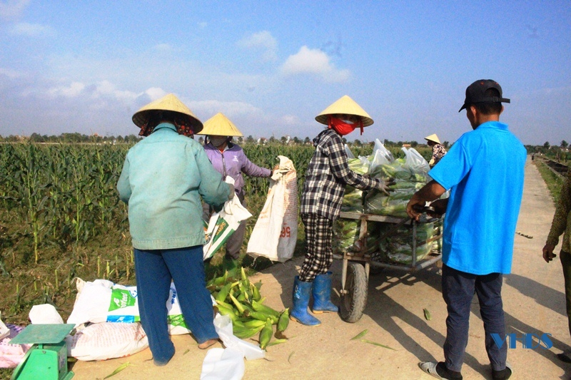 Nông dân xã Phú Lộc tất bật trên những cánh đồng mùa xuân