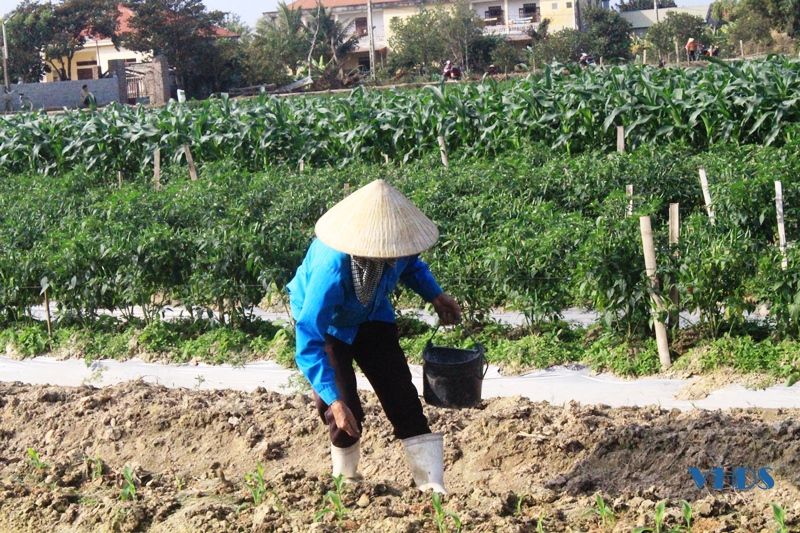 Nông dân xã Phú Lộc tất bật trên những cánh đồng mùa xuân