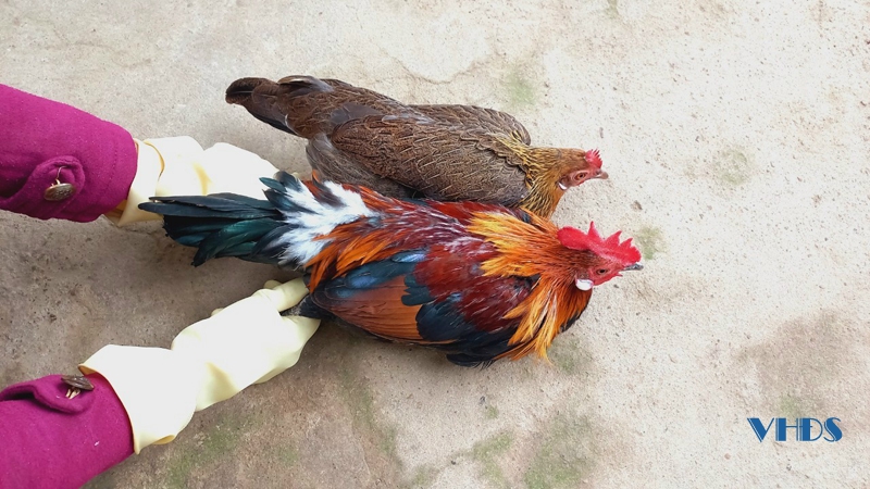 Người đưa gà rừng xuống phố