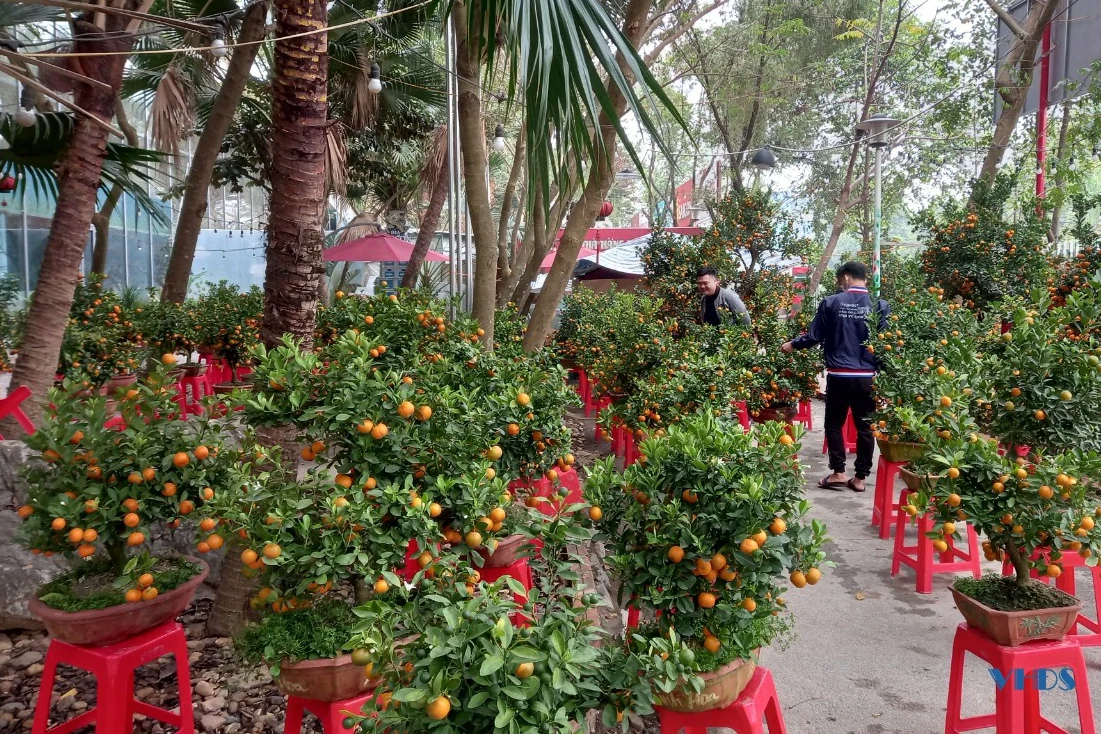 Nỗi lo của người kinh doanh hoa, cây cảnh tết này