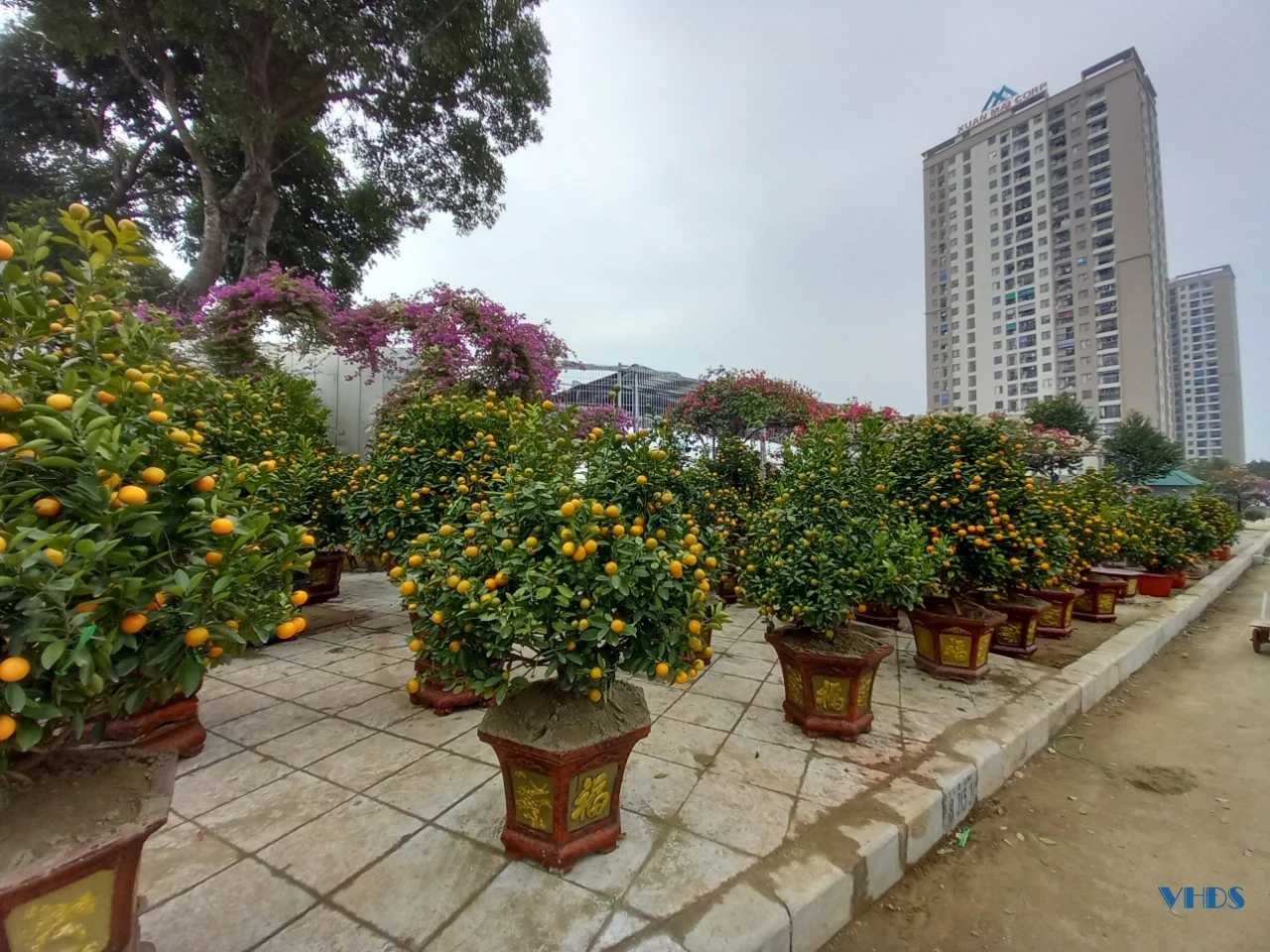 Nỗi lo của người kinh doanh hoa, cây cảnh tết này