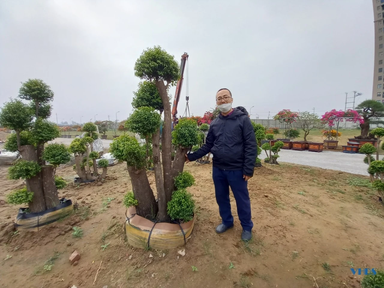 Nỗi lo của người kinh doanh hoa, cây cảnh tết này