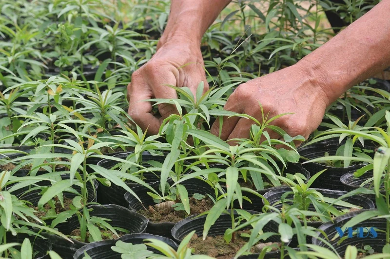 Tất bật vụ đào sau tết