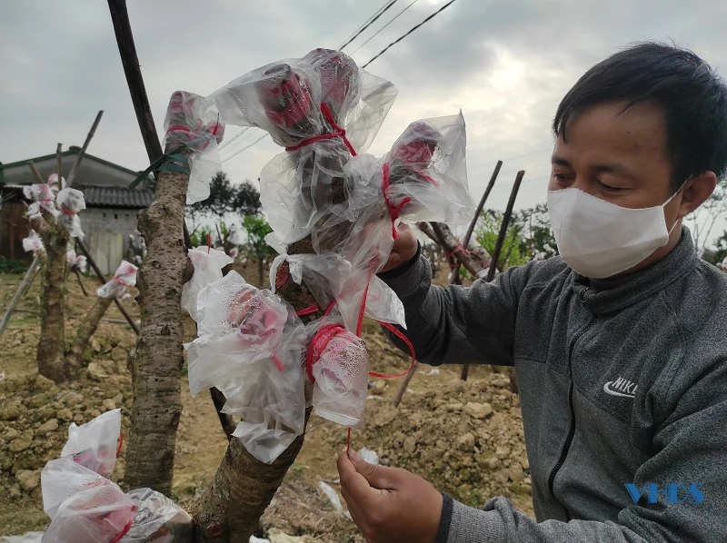 Tất bật vụ đào sau tết