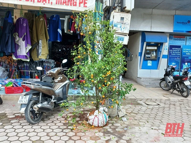 Đào, quất sau tết…