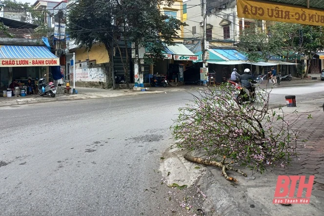 Đào, quất sau tết…