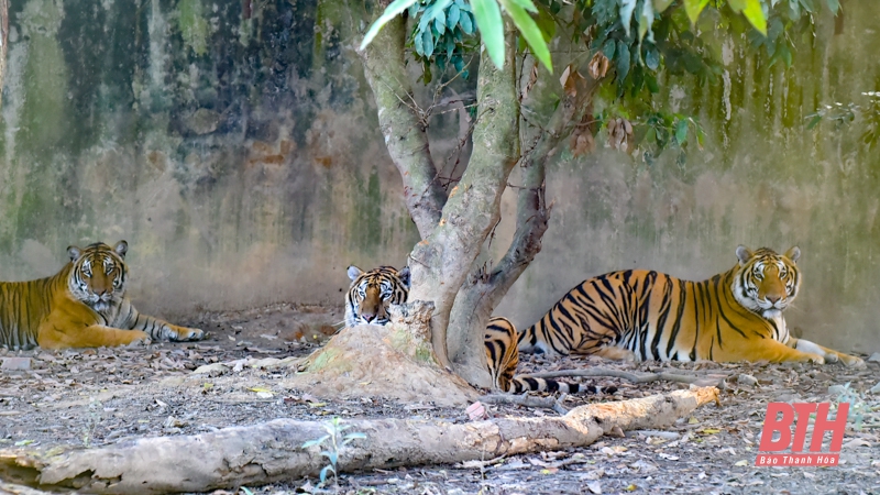 Nhiều bất cập tại cơ sở nuôi nhốt hổ ở xã Xuân Tín