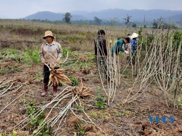 Nhân dân các huyện miền núi hăng hái lao động sản xuất sau Tết Nguyên đán Nhâm Dần 2022