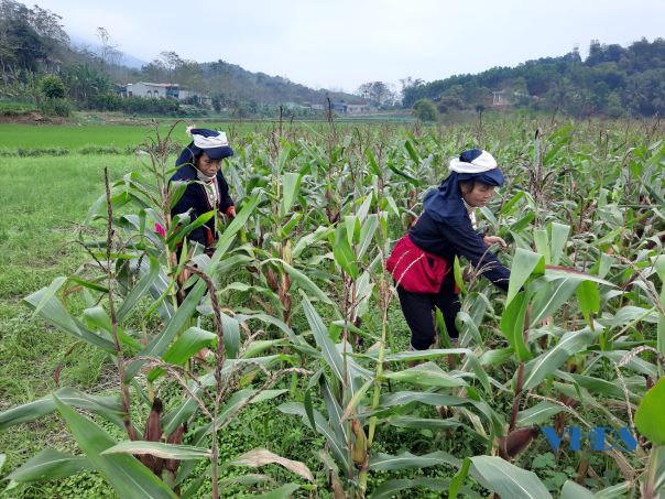 Nhân dân các huyện miền núi hăng hái lao động sản xuất sau Tết Nguyên đán Nhâm Dần 2022