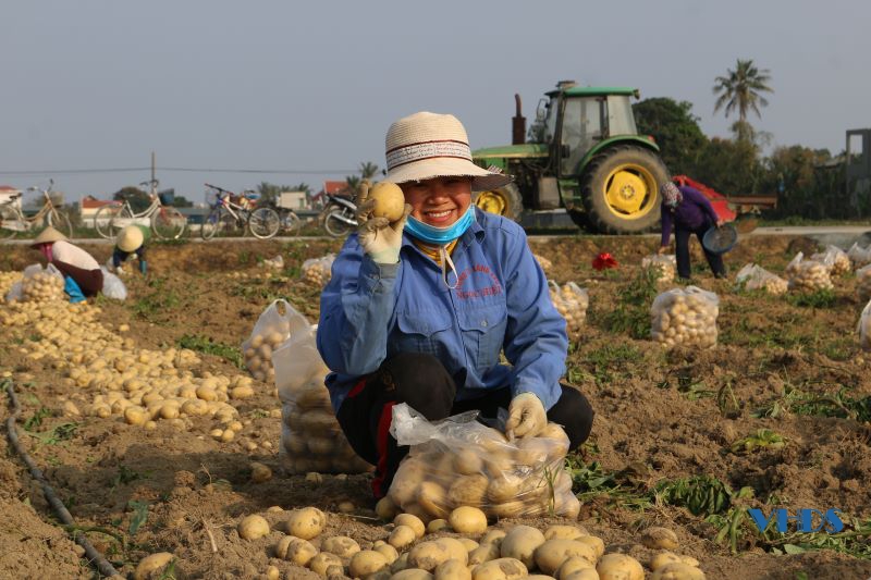 Rộn ràng thu hoạch khoai tây trên cánh đồng màu xã Hoằng Lưu