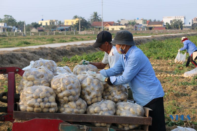 Rộn ràng thu hoạch khoai tây trên cánh đồng màu xã Hoằng Lưu