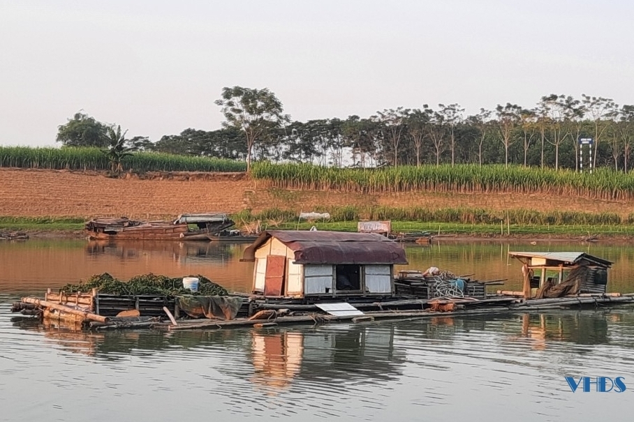 Nhiều hộ dân thu nhập ổn định nhờ nghề nuôi cá lồng trên sông Chu