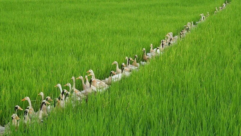 Lúa nhà tôi, vịt nhà ông