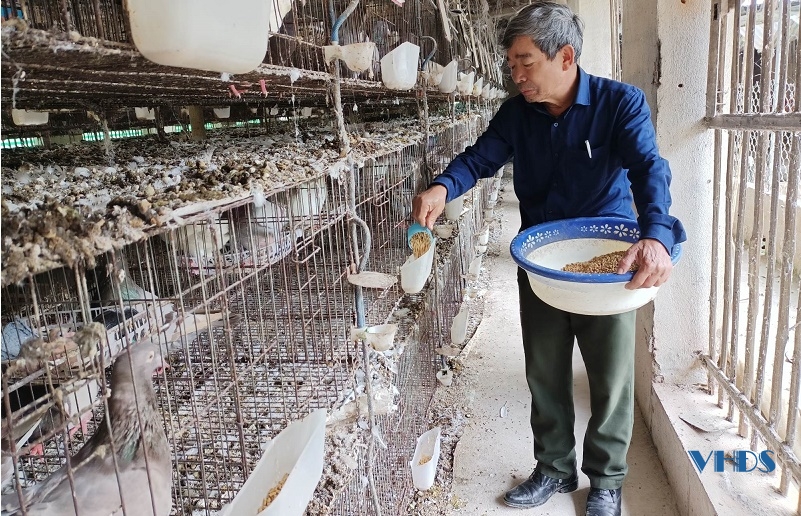 Cựu chiến binh Nguyễn Thế Hường làm giàu nhờ mô hình nuôi chim bồ câu Pháp