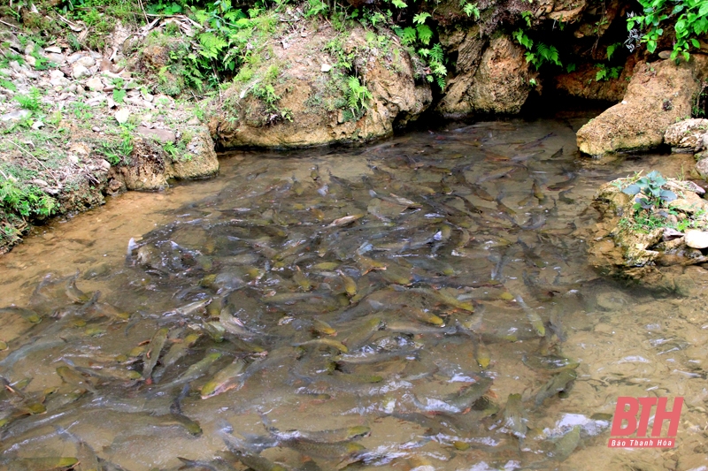 Độc đáo Suối cá ở bản Hang, xã Phú Lệ