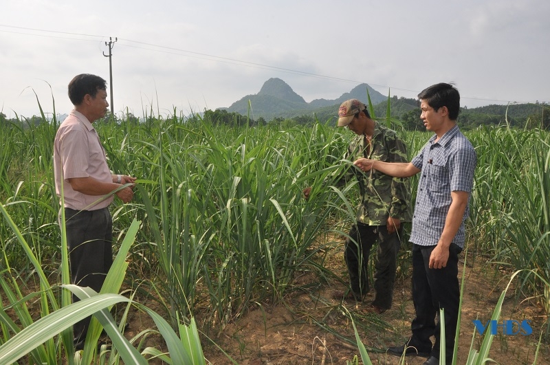 Phát triển kinh tế đồi rừng ở huyện Như Thanh
