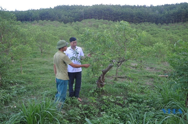Phát triển kinh tế đồi rừng ở huyện Như Thanh