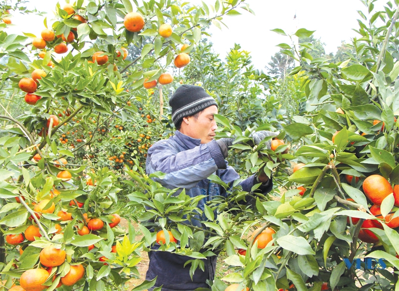 Huyện Thạch Thành phát triển nông nghiệp công nghệ cao