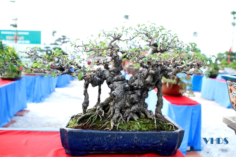 Hàng nghìn tác phẩm nghệ thuật sinh vật cảnh tại Triển lãm và Hội chợ sinh vật cảnh huyện Triệu Sơn năm 2022