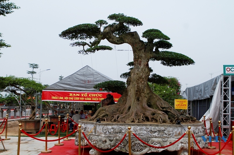 Hàng nghìn tác phẩm nghệ thuật sinh vật cảnh tại Triển lãm và Hội chợ sinh vật cảnh huyện Triệu Sơn năm 2022
