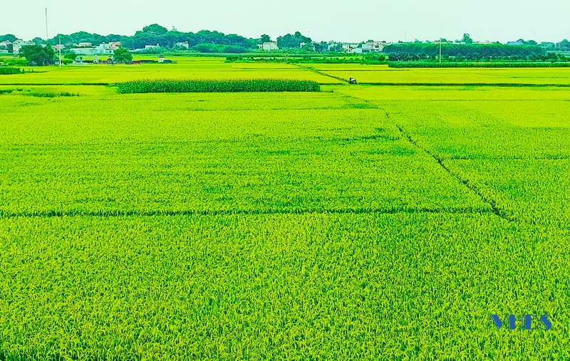 Mùa lúa đơm bông