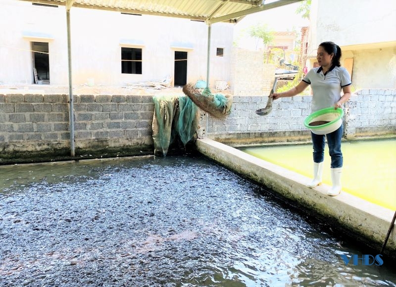 Nghề nuôi cá giống xã Minh Tâm vào mùa sản xuất