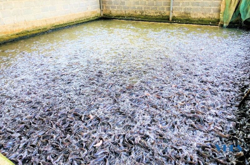 Nghề nuôi cá giống xã Minh Tâm vào mùa sản xuất