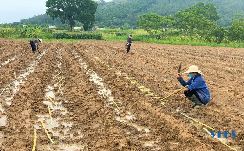 Cây mía xã Tân Châu vào mùa thu hoạch