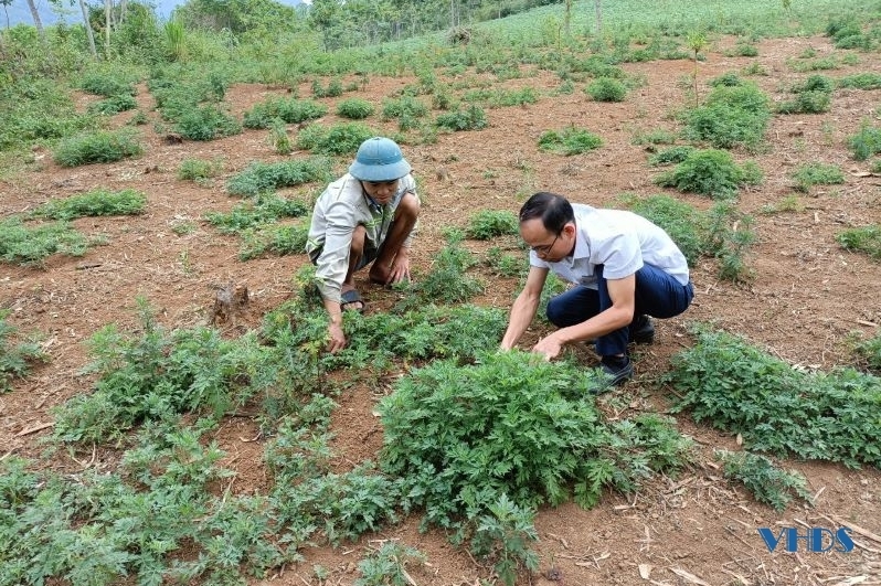 Phát triển cây dược liệu trên địa bàn huyện Lang Chánh