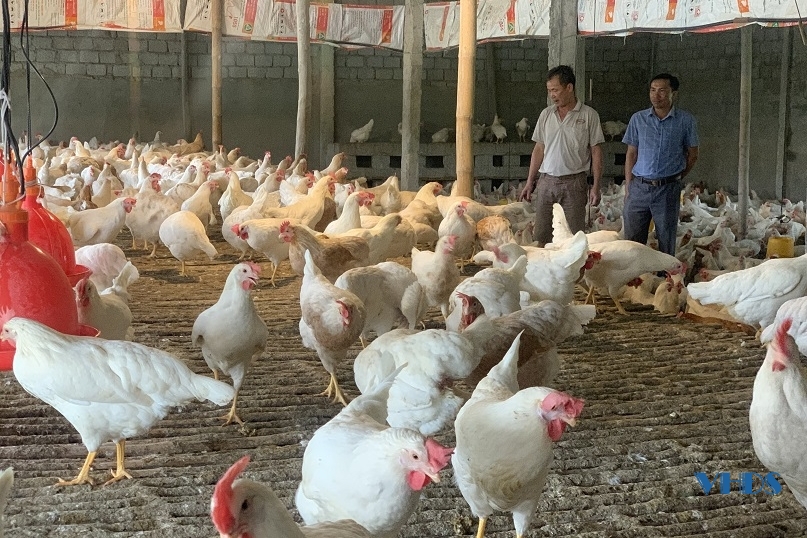 Nông dân với trang trại gà đẻ trứng ở vùng chiêm trũng Hà Trung