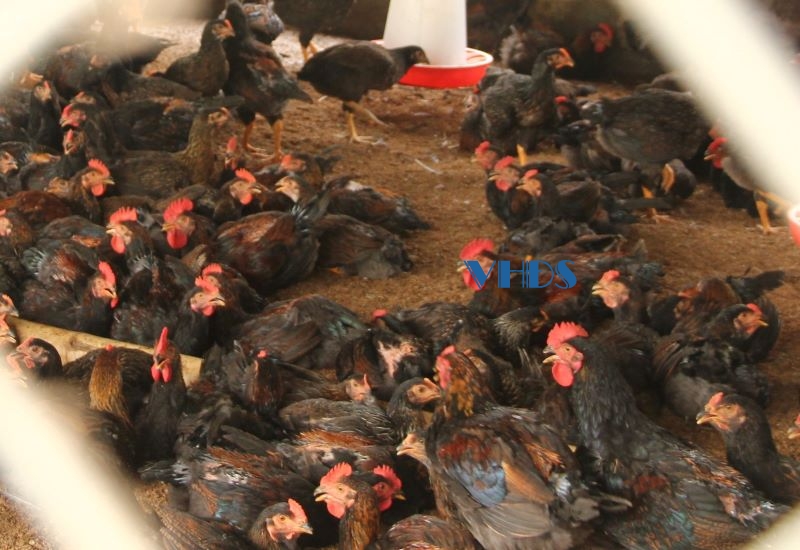 Mưa lớn làm chết hơn 2.100 con gà ở xã Trường Xuân